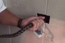 Tháo ổ cắm điện kiểm tra, rụng rời thấy quái thú nấp bên trong 