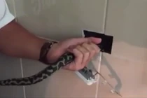 Tháo ổ cắm điện kiểm tra, rụng rời thấy quái thú nấp bên trong 