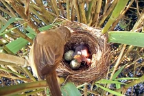 Điều ít biết về Tu hú - loài được mệnh danh "quỷ chim"