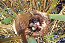 Điều ít biết về Tu hú - loài được mệnh danh "quỷ chim"