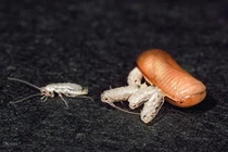 Những "ông bố" tuyệt vời nhất giới động vật