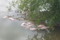 Xử phạt đối tượng vứt lợn chết xuống sông Ngàn Trươi