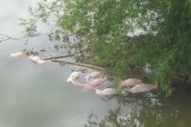 Xử phạt đối tượng vứt lợn chết xuống sông Ngàn Trươi