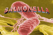 Vụ ngộ độc cơm gà ở Nha Trang: Vi khuẩn Salmonella nguy hiểm thế nào?
