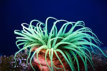 Sinh vật vô cùng kỳ dị "nửa giống thực vật, nửa giống động vật" dưới biển