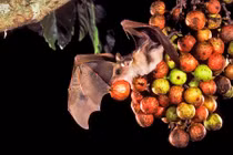 Những loài động vật "lạ" nhất Trái đất, xếp vào hàng "tiên tửu"