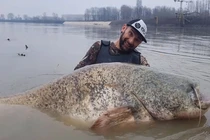 Câu cá trên sông, lạnh gáy đụng trúng "quái ngư" khổng lồ dài 2,68 mét 