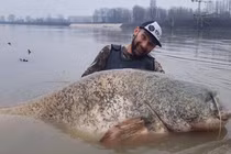 Câu cá trên sông, lạnh gáy đụng trúng "quái ngư" khổng lồ dài 2,68 mét 