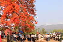 Hoa phượng bung nở rực rỡ trên đồi A1 ở Điện Biên