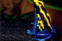 Ngắm 7 loài động vật sặc sỡ nhất hành tinh