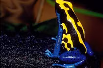 Ngắm 7 loài động vật sặc sỡ nhất hành tinh