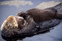 Thói quen ngủ hài hước, kỳ dị của các loài động vật