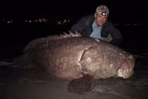 Lộ sự thật chấn động về thuỷ quái ẩn mình dưới sông Amazon 