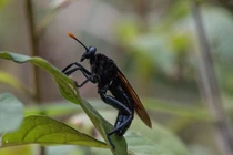 Top 3 loài ruồi lớn nhất hành tinh