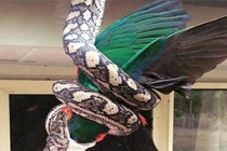 Rùng mình cảnh trăn kim cương treo mình trên cây nuốt chửng chim bồ câu