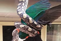 Rùng mình cảnh trăn kim cương treo mình trên cây nuốt chửng chim bồ câu