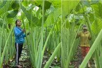 Loài cây xưa cho lợn ăn nay "đổi vận" thành đặc sản nhiều người ưa thích