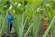 Loài cây xưa cho lợn ăn nay "đổi vận" thành đặc sản nhiều người ưa thích