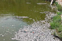 Vụ cá chết ở hồ sinh thái Bàu Sen: Kết quả xét nghiệm mẫu nước