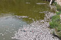 Vụ cá chết ở hồ sinh thái Bàu Sen: Kết quả xét nghiệm mẫu nước