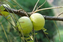 5 loại thảo mộc kích thích tóc mọc nhanh