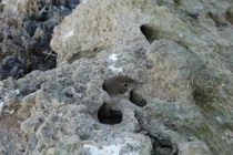 Loài chim bắt sống con mồi rồi nhốt vào "nhà tù đá" trước khi ăn thịt