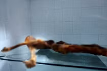 Giải mã 61 hình xăm bí ẩn trên xác ướp 5.300 tuổi