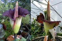 Top loài hoa độc - hiếm nhất hành tinh