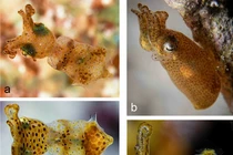 Loài mực lùn siêu nhỏ với cách săn mồi thú vị, kiểu "há miệng chờ sung"