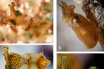 Loài mực lùn siêu nhỏ với cách săn mồi thú vị, kiểu "há miệng chờ sung"