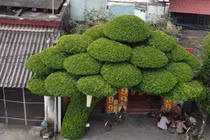 Chiêm ngưỡng cây sanh hơn 40 năm tuổi, dáng lão độc đáo ở Nam Định