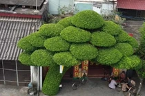 Chiêm ngưỡng cây sanh hơn 40 năm tuổi, dáng lão độc đáo ở Nam Định