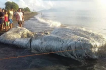 Những "sinh vật kỳ dị" dạt vào bờ biển gây sốc