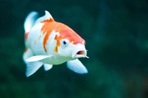 Top loài cá đắt đỏ nhất thế giới, nhiều người chỉ dám nhìn mà ước