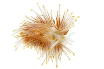 10 sinh vật độc lạ dưới đáy biển sâu