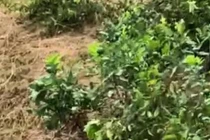 Hàng trăm gốc chanh đến kỳ thu hoạch bị kẻ xấu chặt phá ở Nghệ An