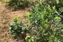 Hàng trăm gốc chanh đến kỳ thu hoạch bị kẻ xấu chặt phá ở Nghệ An