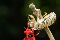 Kỳ lạ loài ve sầu sở hữu thân đỏ rực như quả ớt