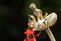 Kỳ lạ loài ve sầu sở hữu thân đỏ rực như quả ớt