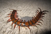 Loài rết khổng lồ dữ tợn bậc nhất hành tinh, có thể ăn cả chuột