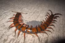 Loài rết khổng lồ dữ tợn bậc nhất hành tinh, có thể ăn cả chuột