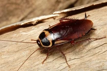 5 động vật có thể sống sót qua thảm họa toàn cầu