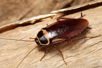 5 động vật có thể sống sót qua thảm họa toàn cầu