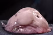 Top loài cá có hình thù kỳ dị nhất hành tinh