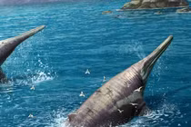 Đi dạo bãi biển, phát hiện hóa thạch "quái vật" lớn chưa từng thấy