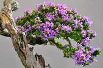 Top 10 bonsai lạ mắt, có 1-0-2 khiến đại gia mê mẩn 