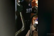 Kinh hãi thấy "quái thú" khổng lồ, dài hơn 3m trong phòng ngủ