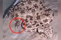 Loài rắn độc kỳ lạ dùng đuôi giả làm nhện để săn mồi