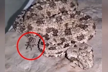 Loài rắn độc kỳ lạ dùng đuôi giả làm nhện để săn mồi