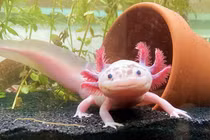 Bí mật chưa biết về "thủy quái" vùng Caribe